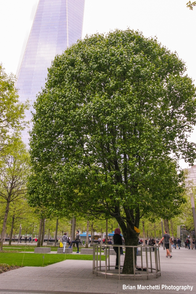 Survivor Tree Historical Marker